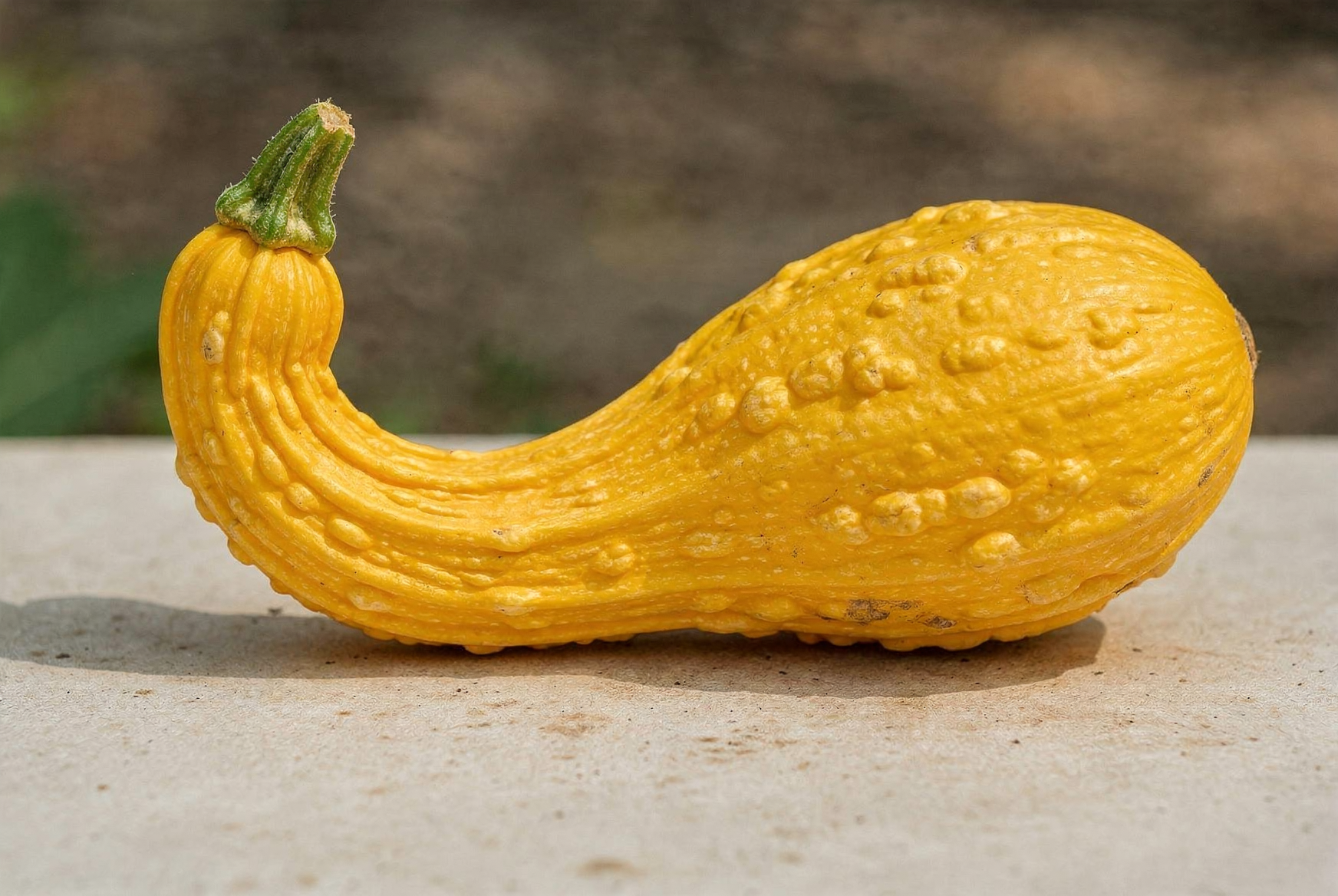Summer squash — hero (AI-generated reference image)